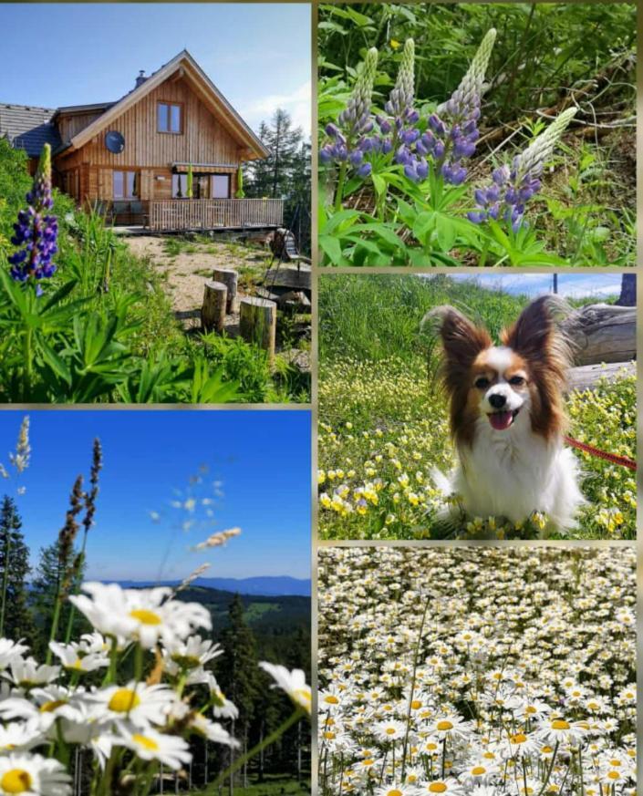 Chalet Die Berghexn Klippitztorl Екстериор снимка